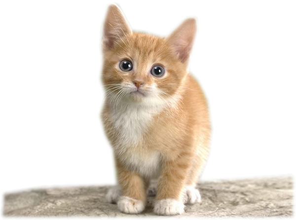 Подобрали котенка с улицы – что делать?