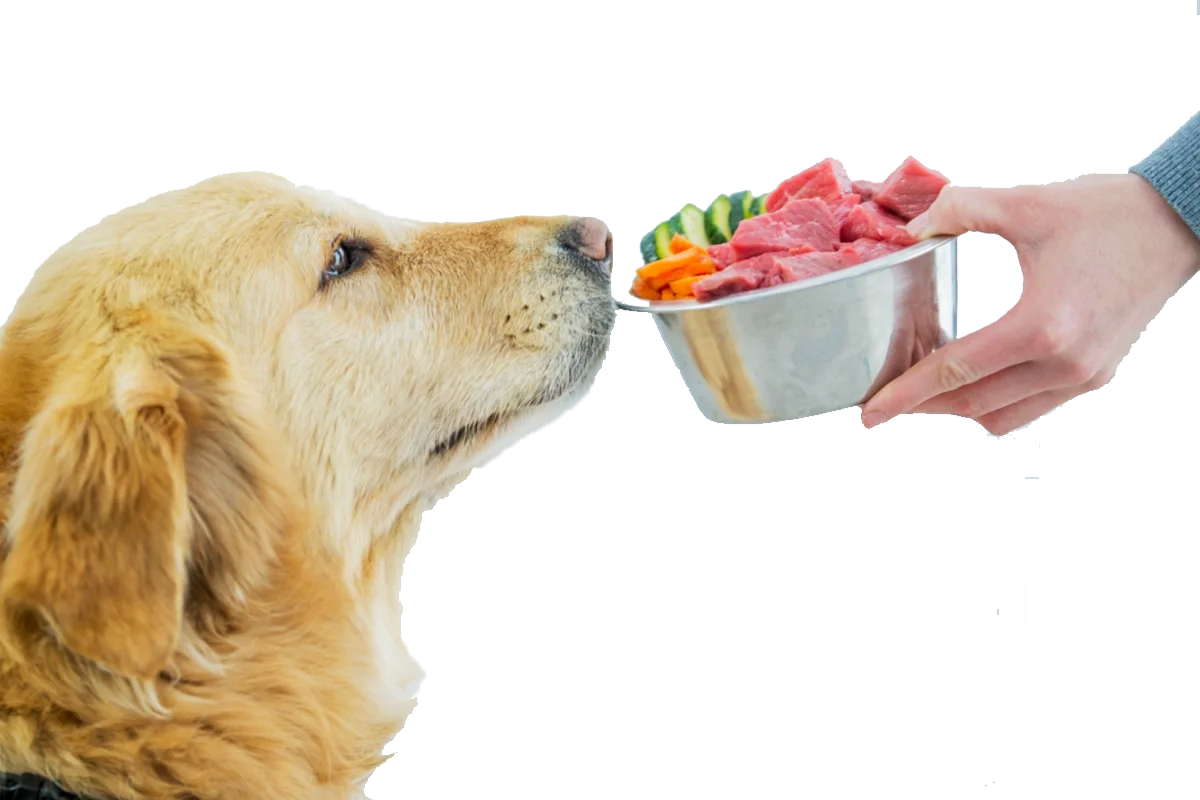 Пищевая аллергия у собак: признаки и правила кормления