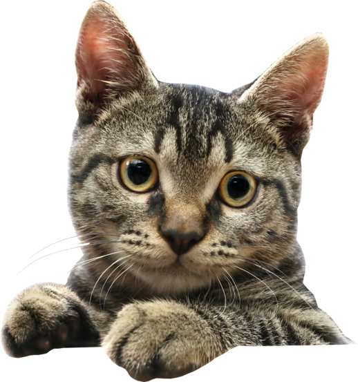 Почему кошка постоянно мяукает