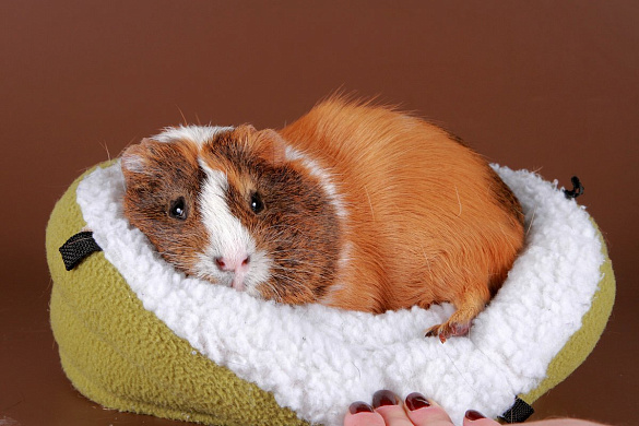 Инструкция по уходу за морскими свинками для новичков